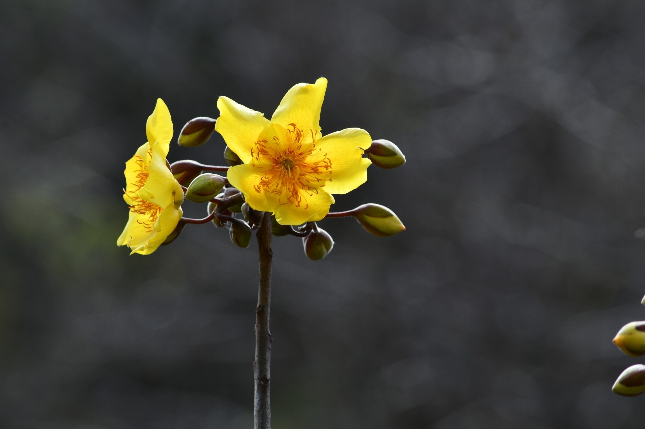Cochlospermum vitifolium